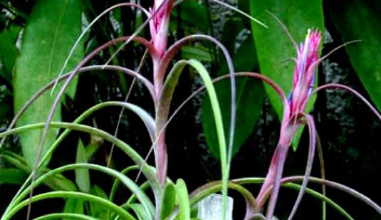 Tillandsia maya